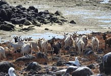 CABRAS SIN AGUA | Las misteriosas cabras que han vivido tres siglos {sin} agua dulce en una isla de Brasil