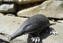 PELIGRO DE EXTINCIÓN | Estos son los 2 animales españoles recién declarados en riesgo ‘vital’ de agonía